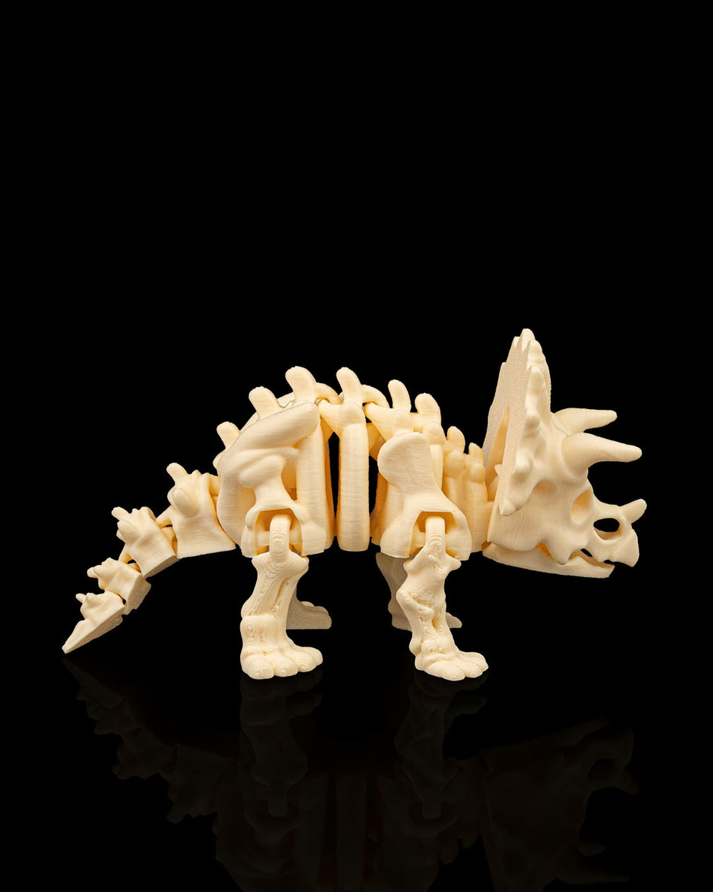TriceraBone – Articulated Triceratops Skeleton